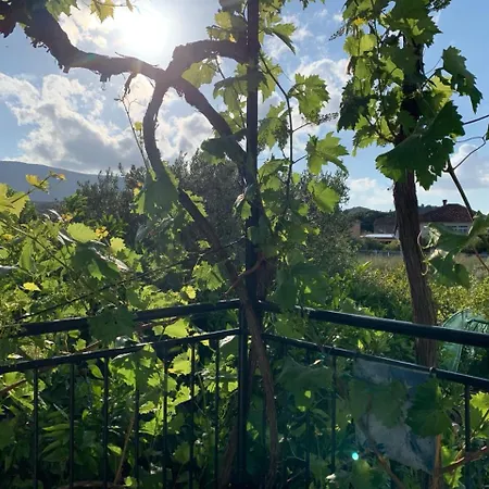 Marko * 斯瑞瑟尔